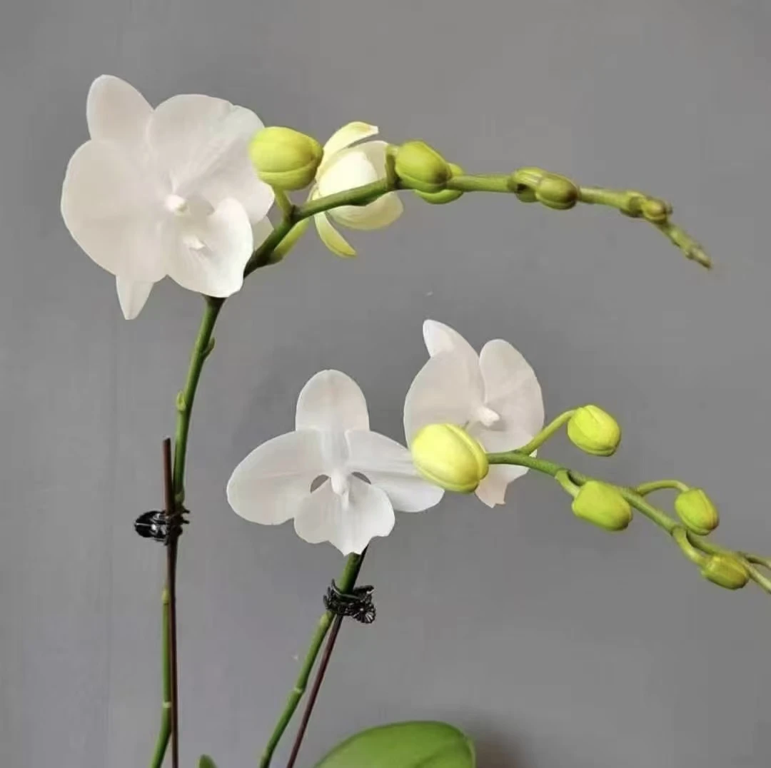 【超群白天鹅】精品蝴蝶兰花室内阳台办公室高端花卉绿植盆栽年宵花