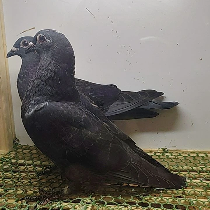 苏北老鸽子稀缺农家散养新鲜现杀鸽子肉煲汤滋补老鸽子