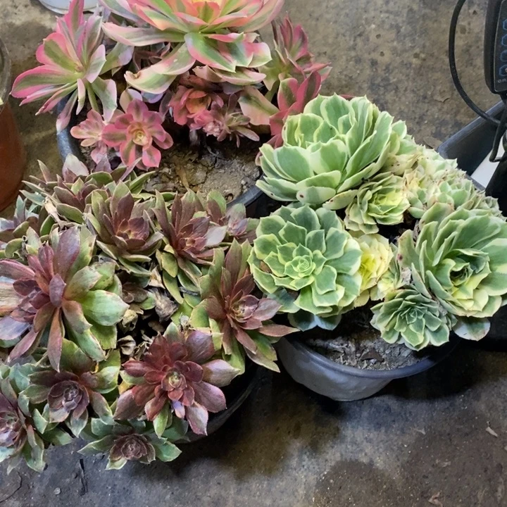 3盆多肉断头不包516