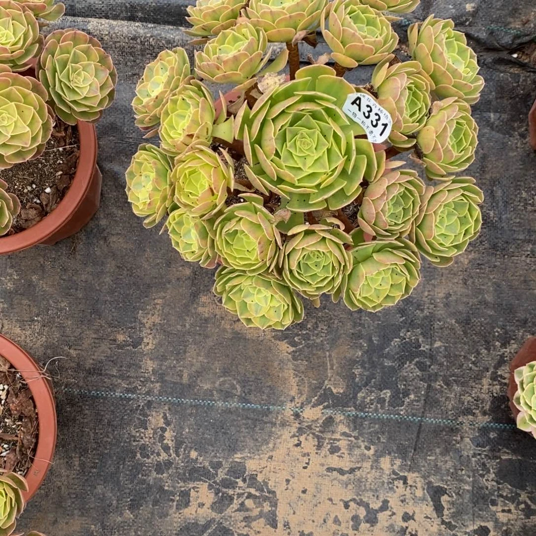 331雨荷福利一棵，