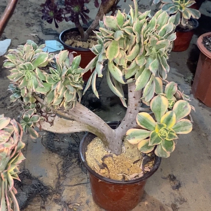 灿烂缀多肉植物43
