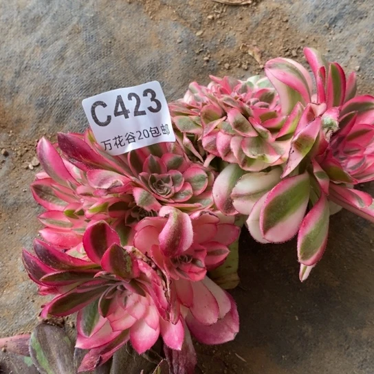 423倾城缀无根多肉植物