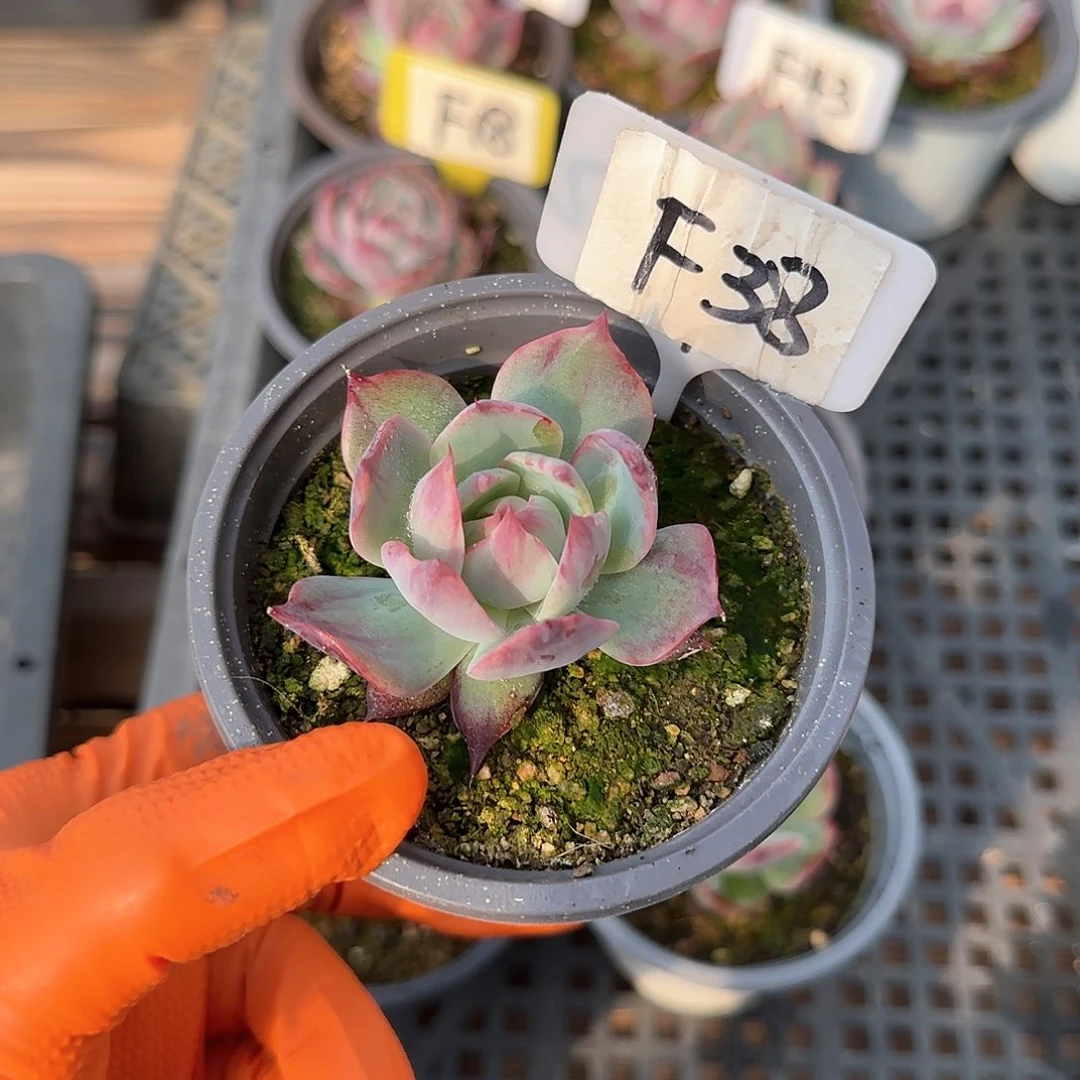 熊***毛F38惊鸿单头多肉