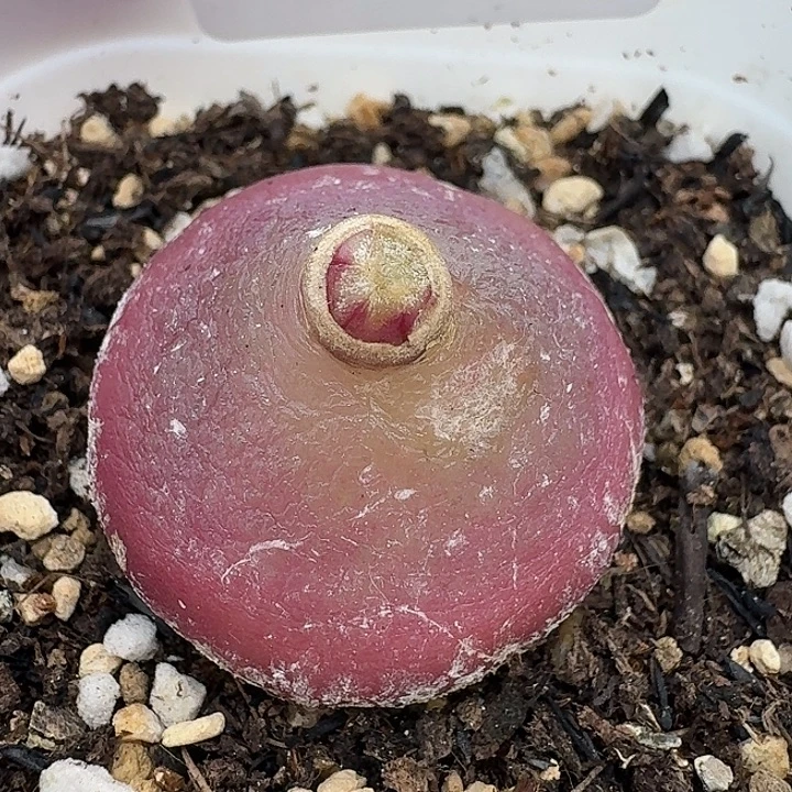 老马生石花2.7灯泡2504