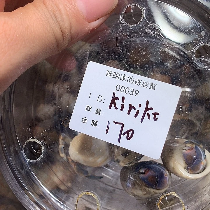 kirik专拍奔跑的寄居蟹