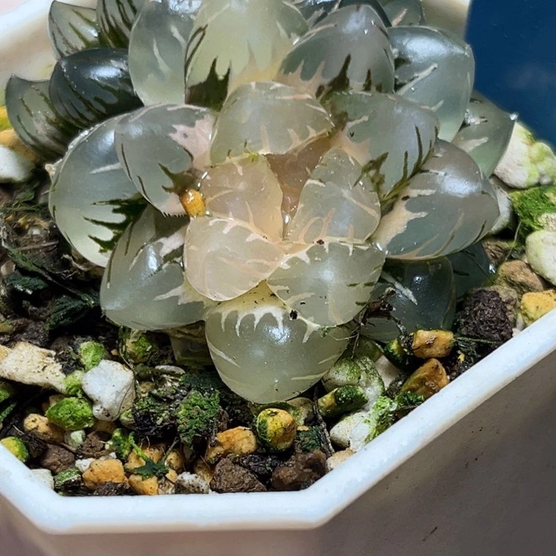 恭喜发财大吉大利889