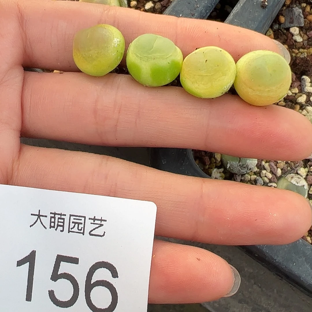 古***娘一物一拍4颗拉登。     156