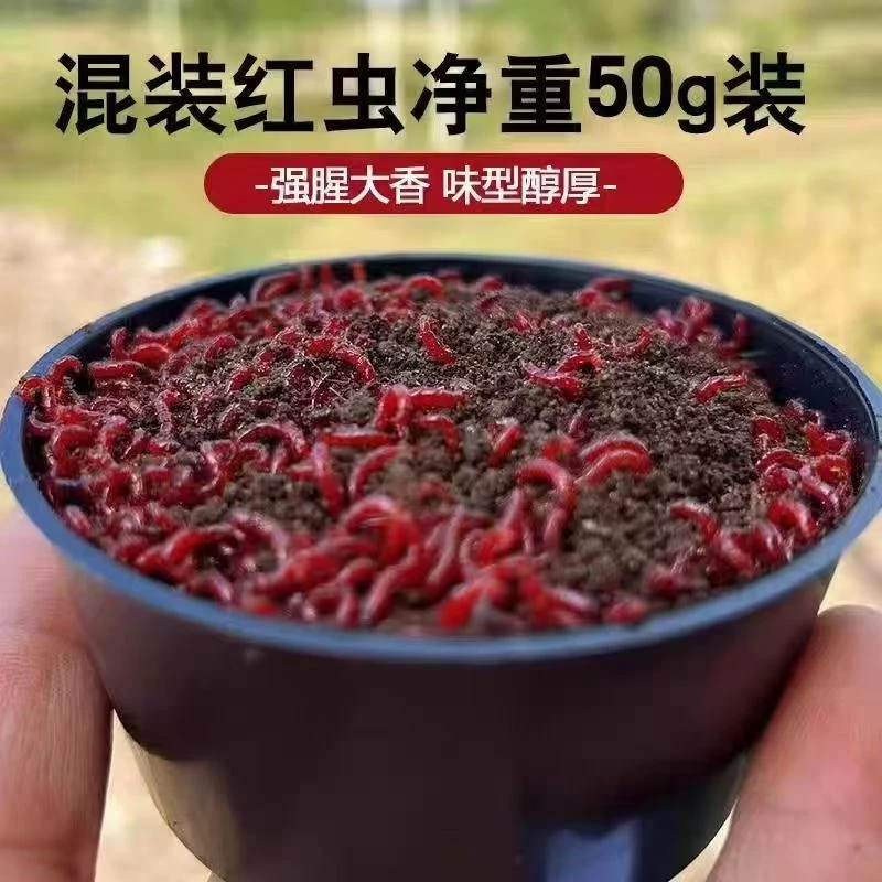 特大鲜活红虫活饵号黑头公虫活体饵拉饵黑坑鲫鱼饵料蚯蚓野钓鱼饵