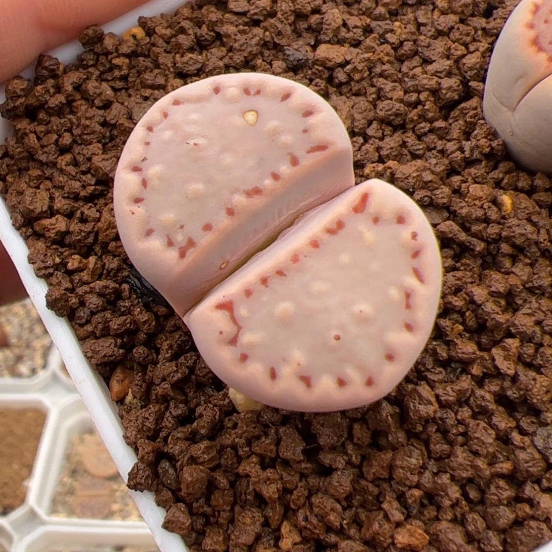 087号饼干 多肉植物