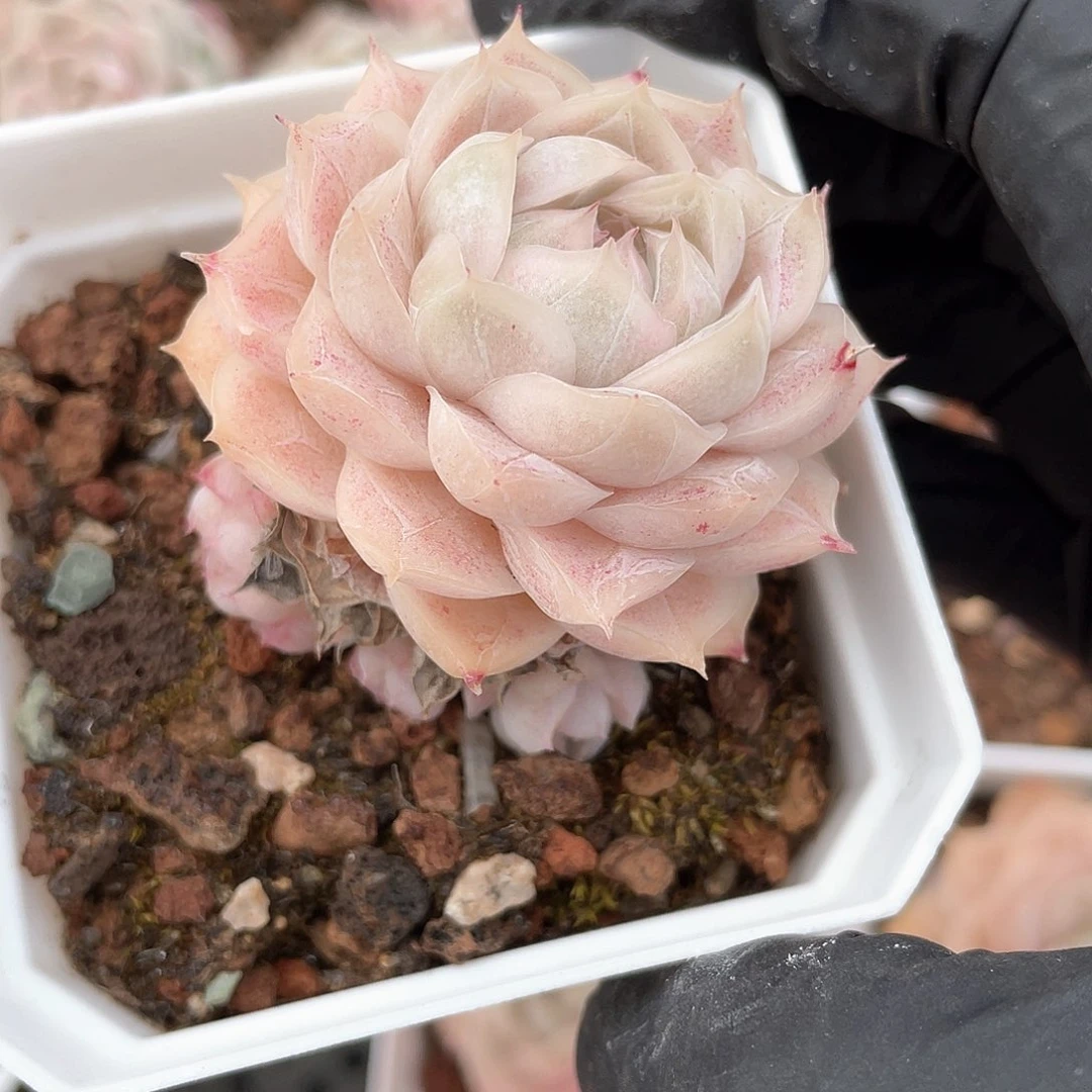 优选77号女王693