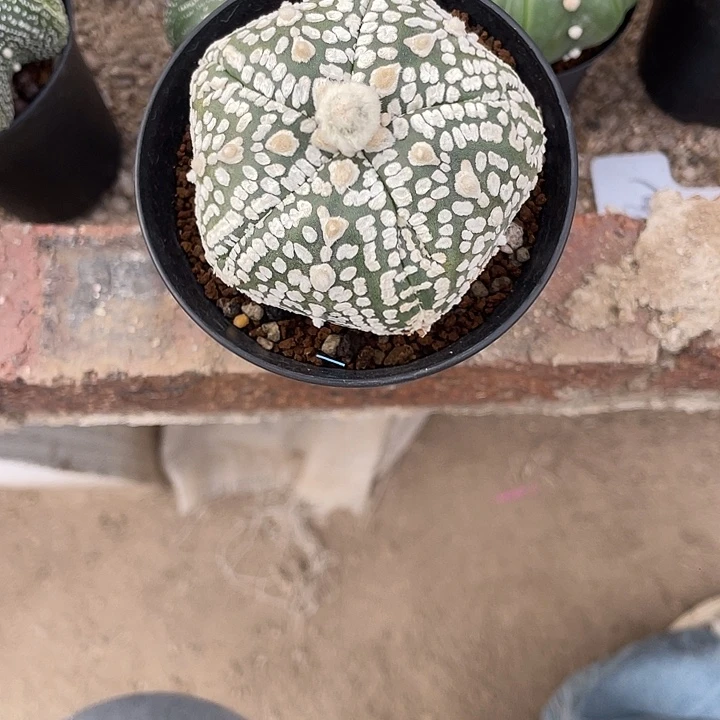 五棱超兜瑕疵特价款