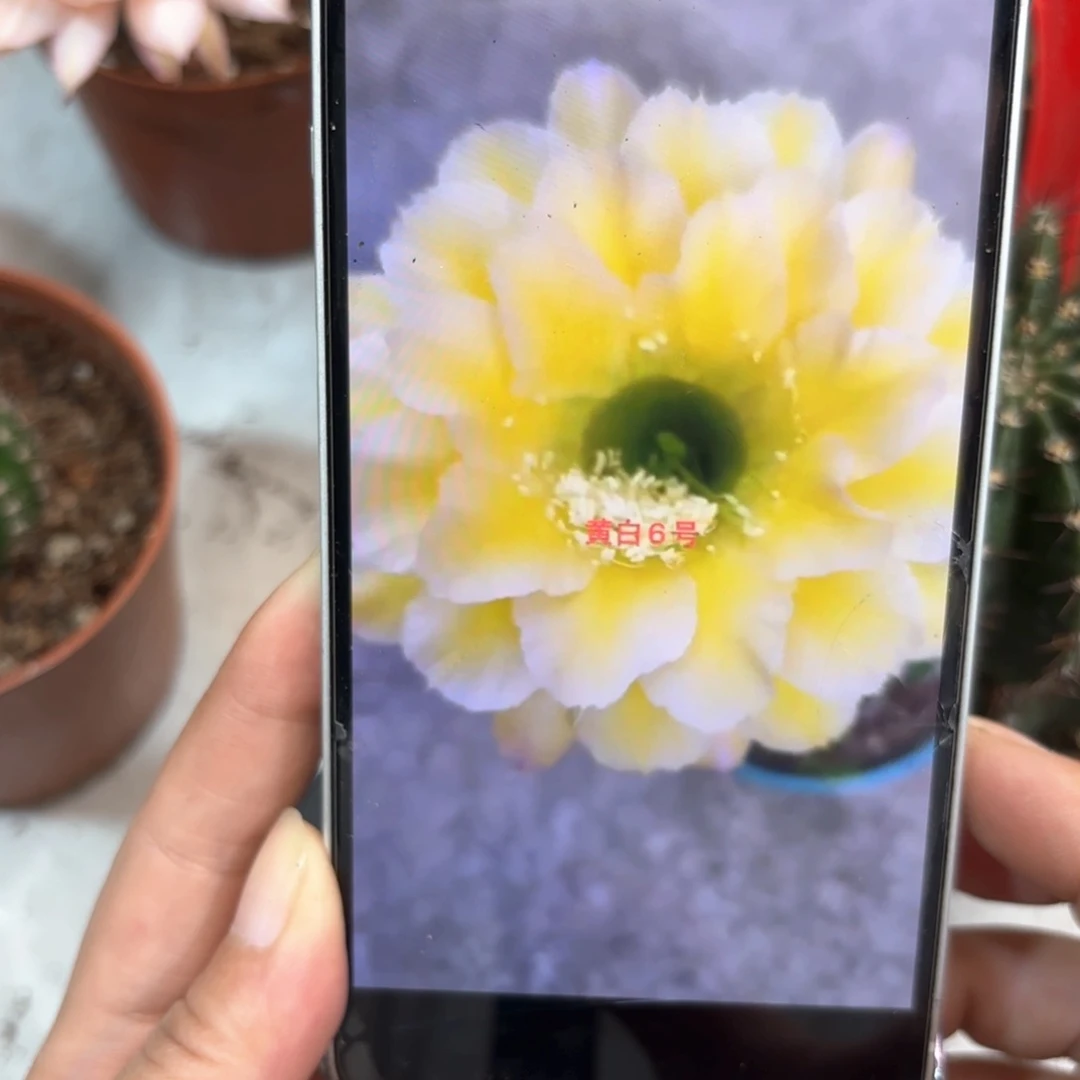 彩草黄白6号6.7公分