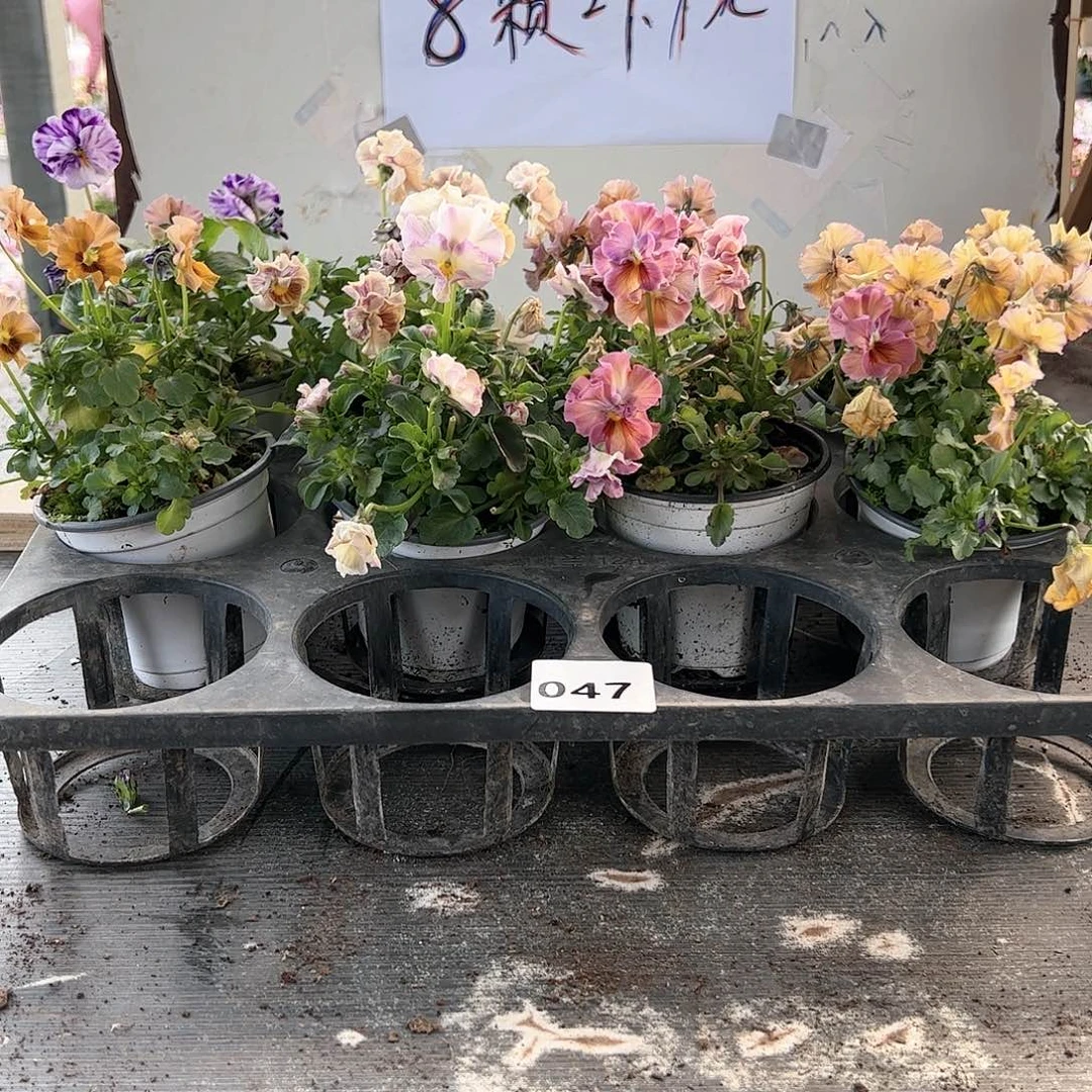 【闪购商品】047号