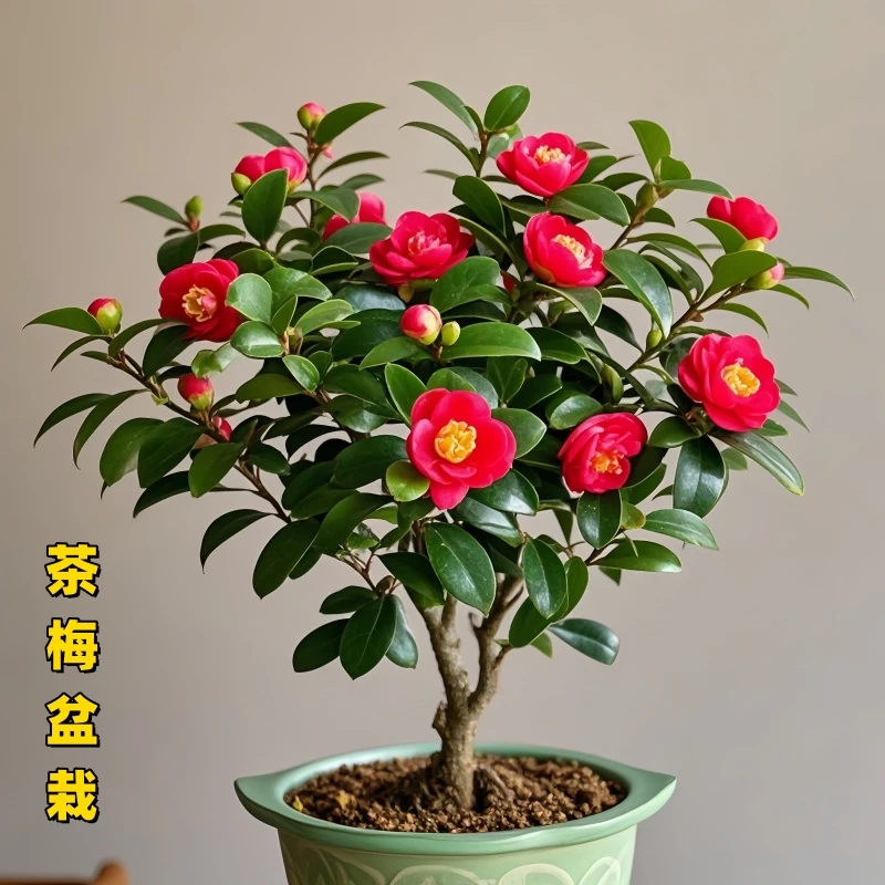 茶梅花盆栽带花苞室外耐寒带花苞茶梅盆栽