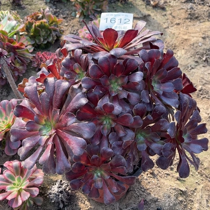 1612美杜莎的人多肉的