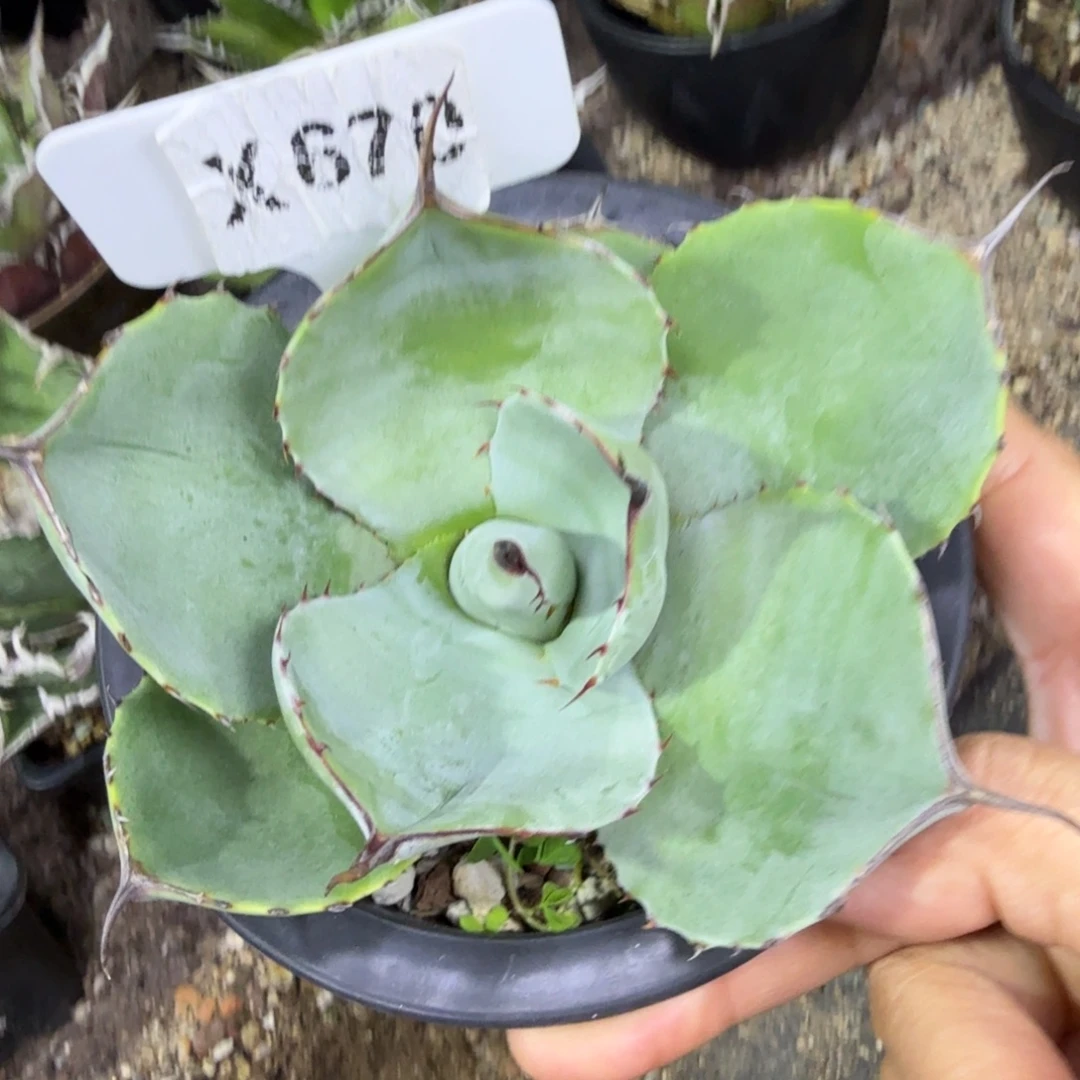 元旦福利福克斯脱土发