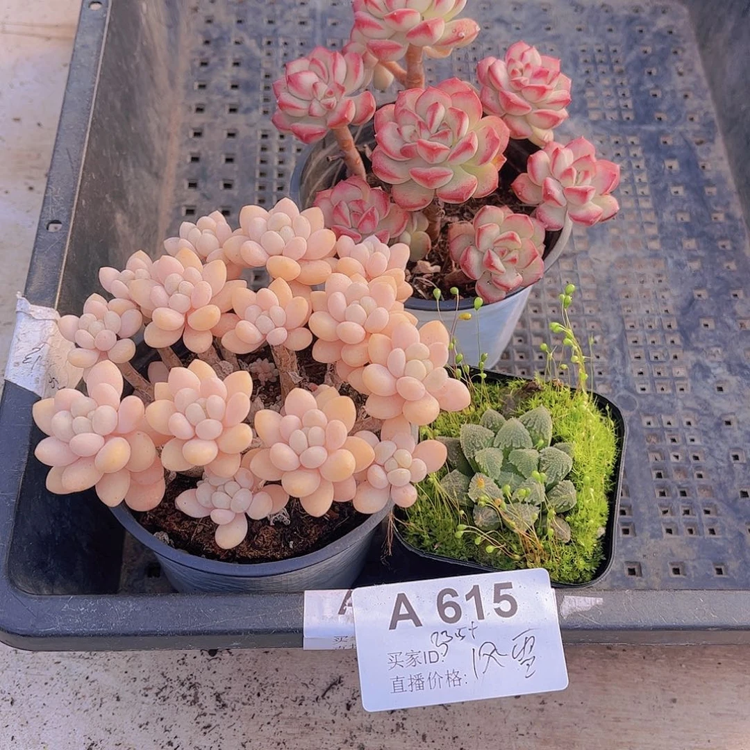 多肉615多肉植物