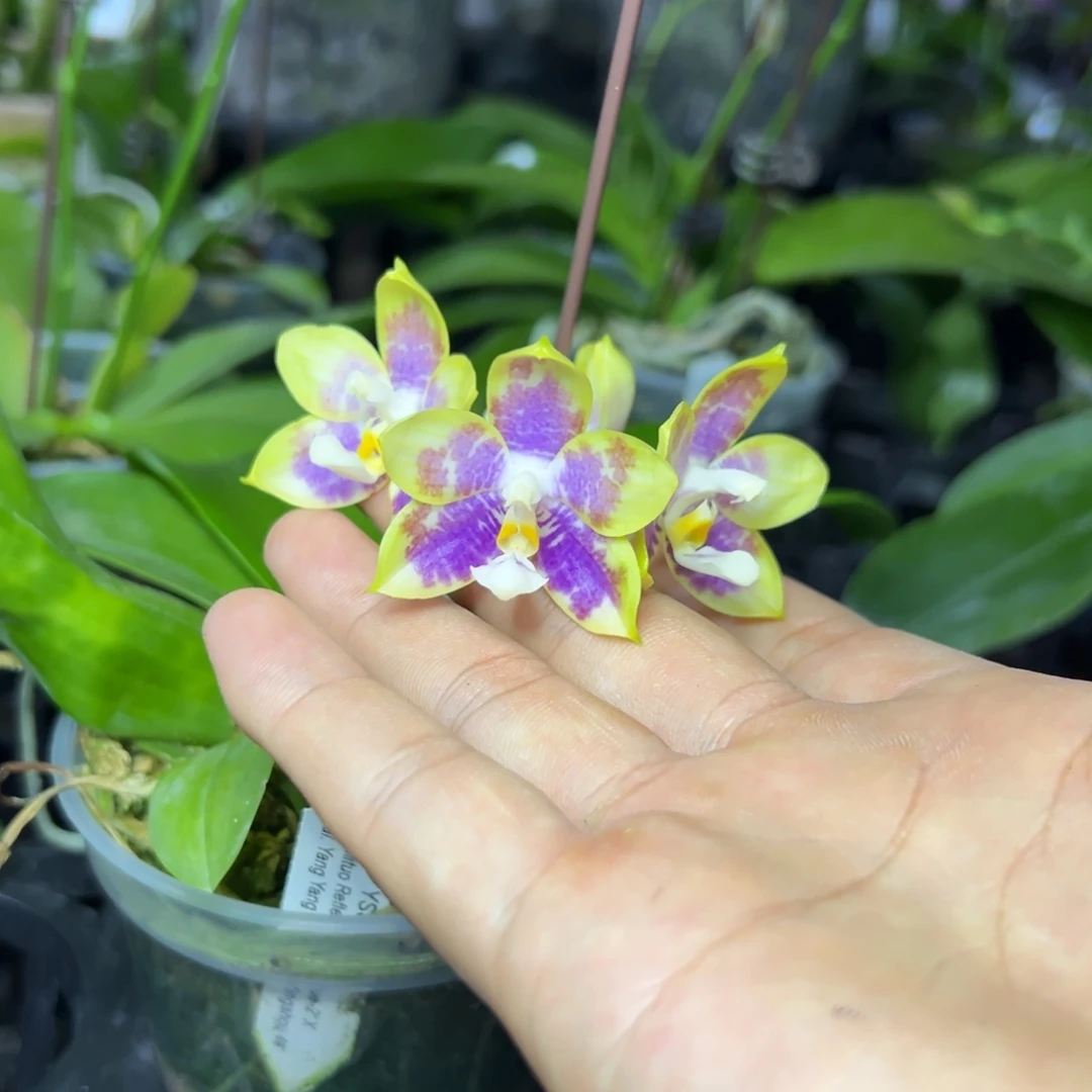 完全开放l6283三寸ys1233