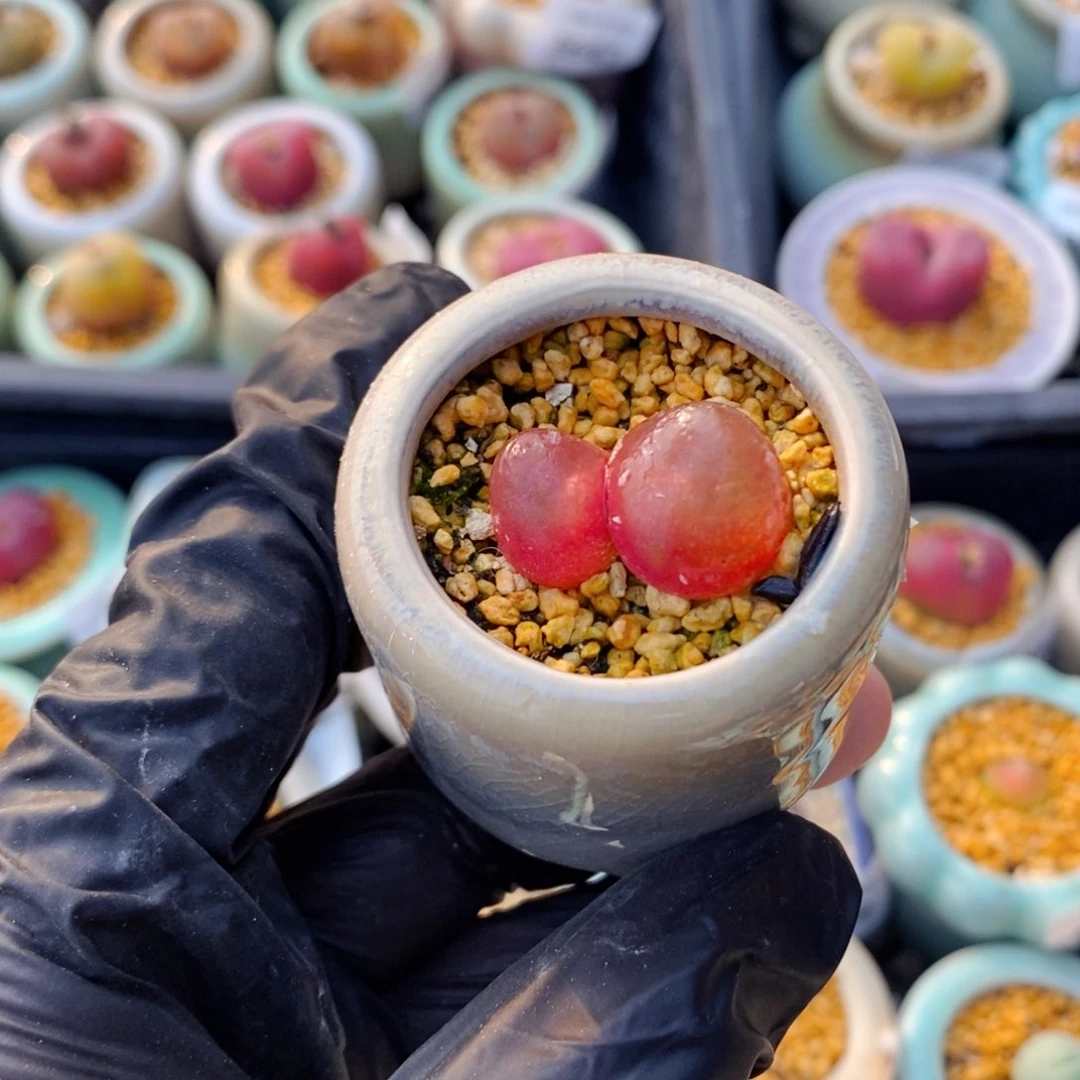 5666--一物一拍 带盆