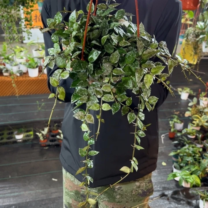 桃***子完全开放高斑心叶裂瓣