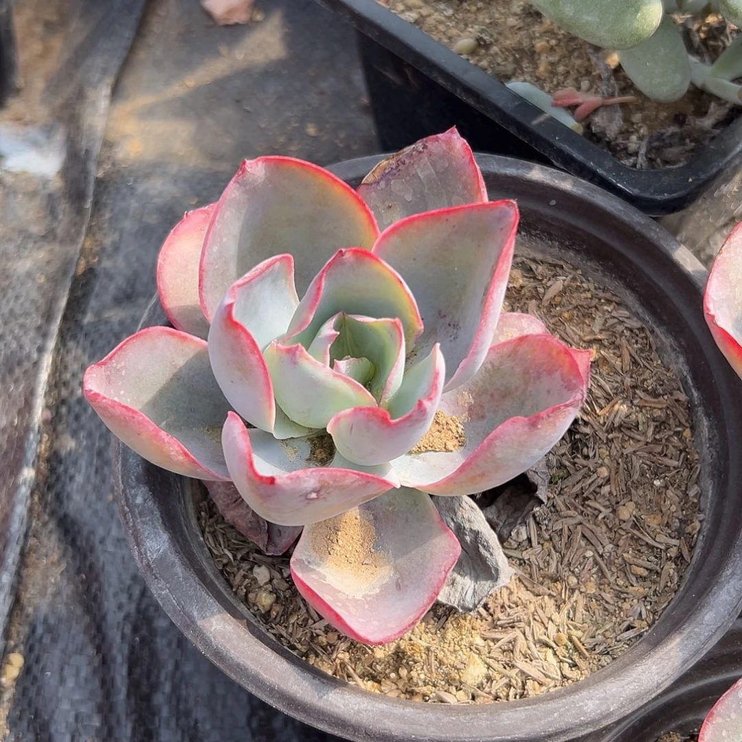 多肉植物多肉植物