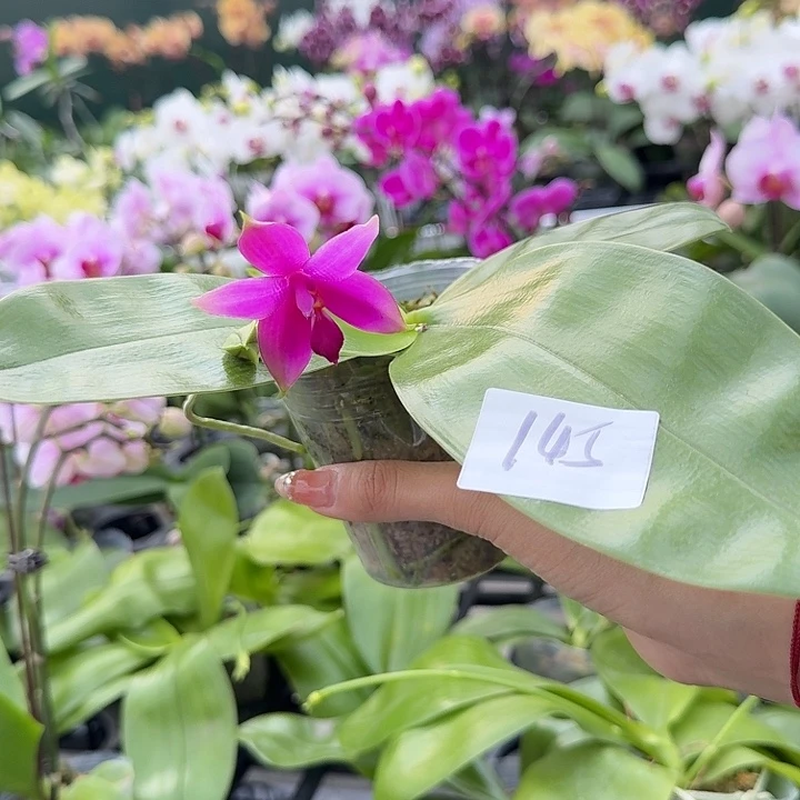 用****大部分开放少量花苞145