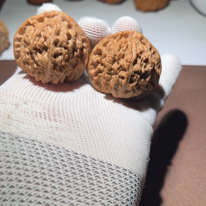 扬***.精品白狮子三角白