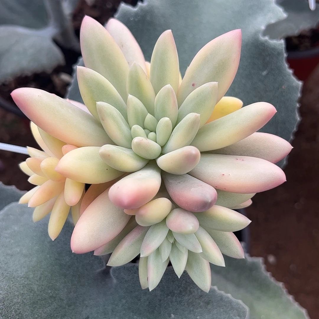 车厘子多肉植物锦