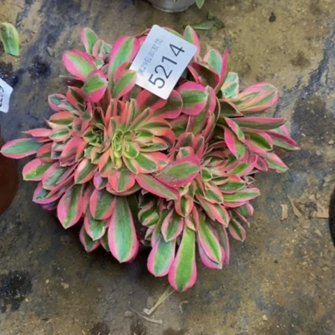 女巫多肉植物5214