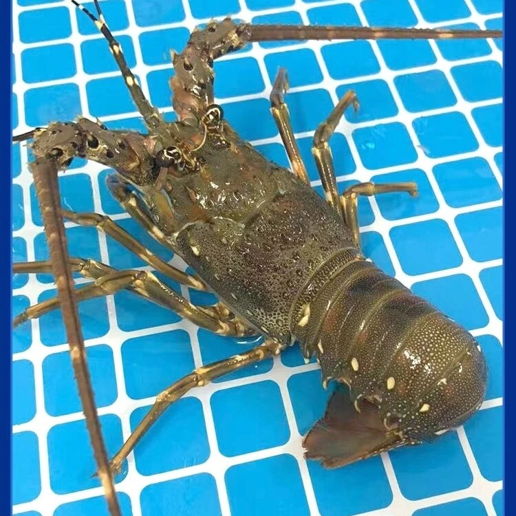 青龙仔 一只（银川市区包活）