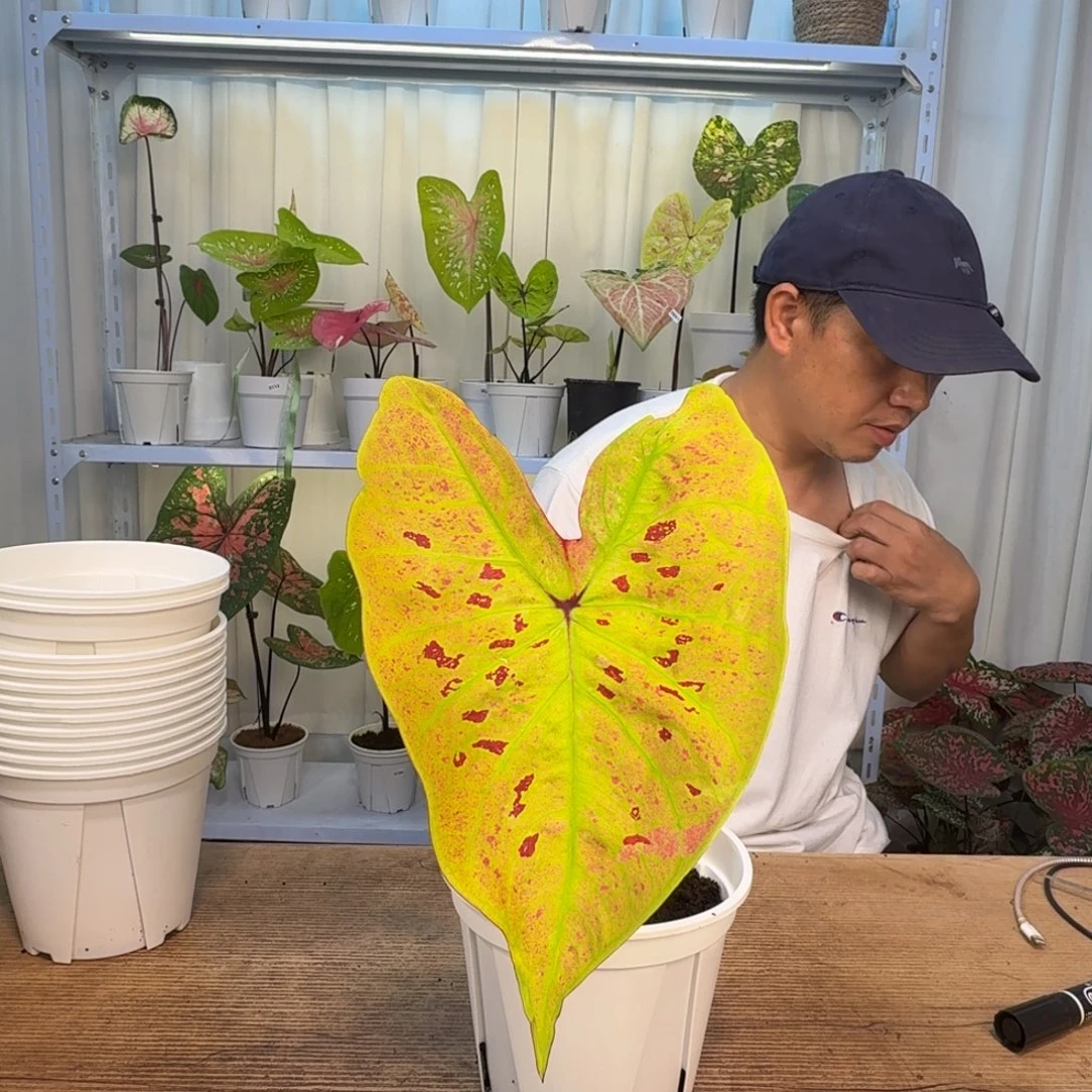 无花朵金灿    0085