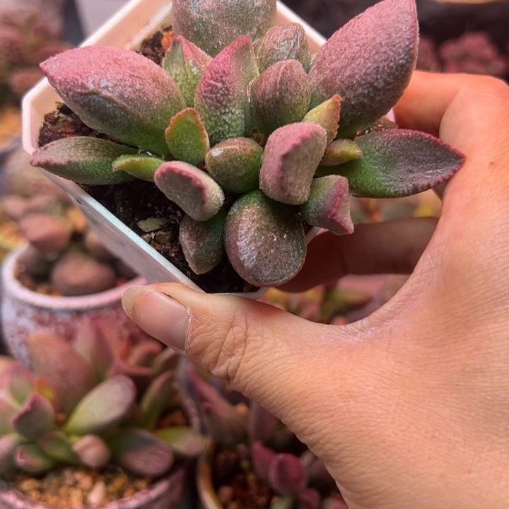 一物一拍，感谢支持