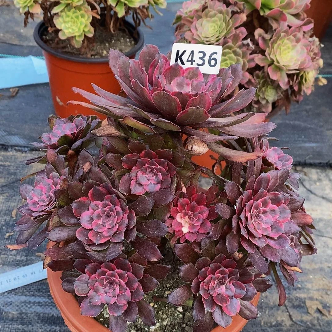 436紫霞555555555555