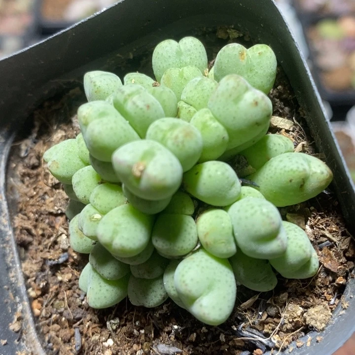 捧花口迪42头特价