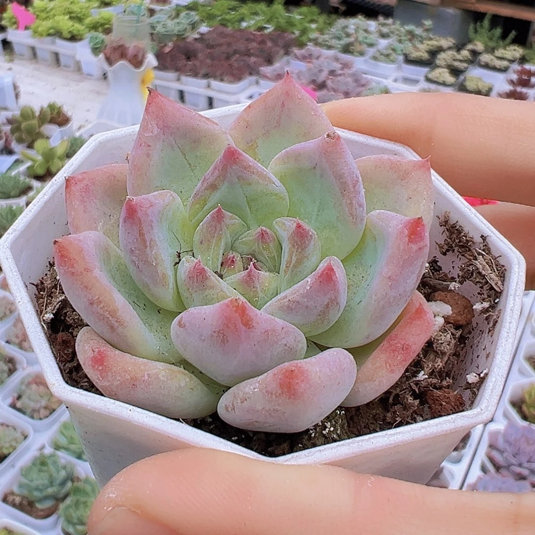 白拉糖19包邮多肉