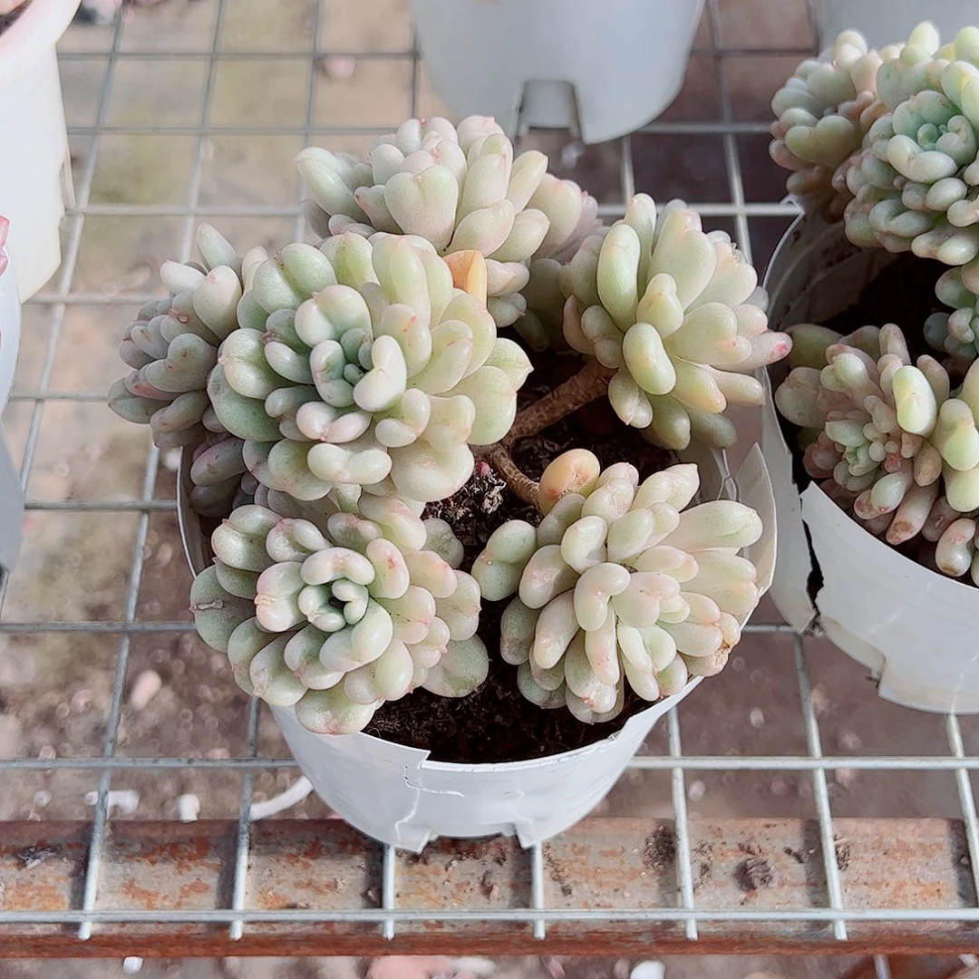 比尔盖茨多头造型精品