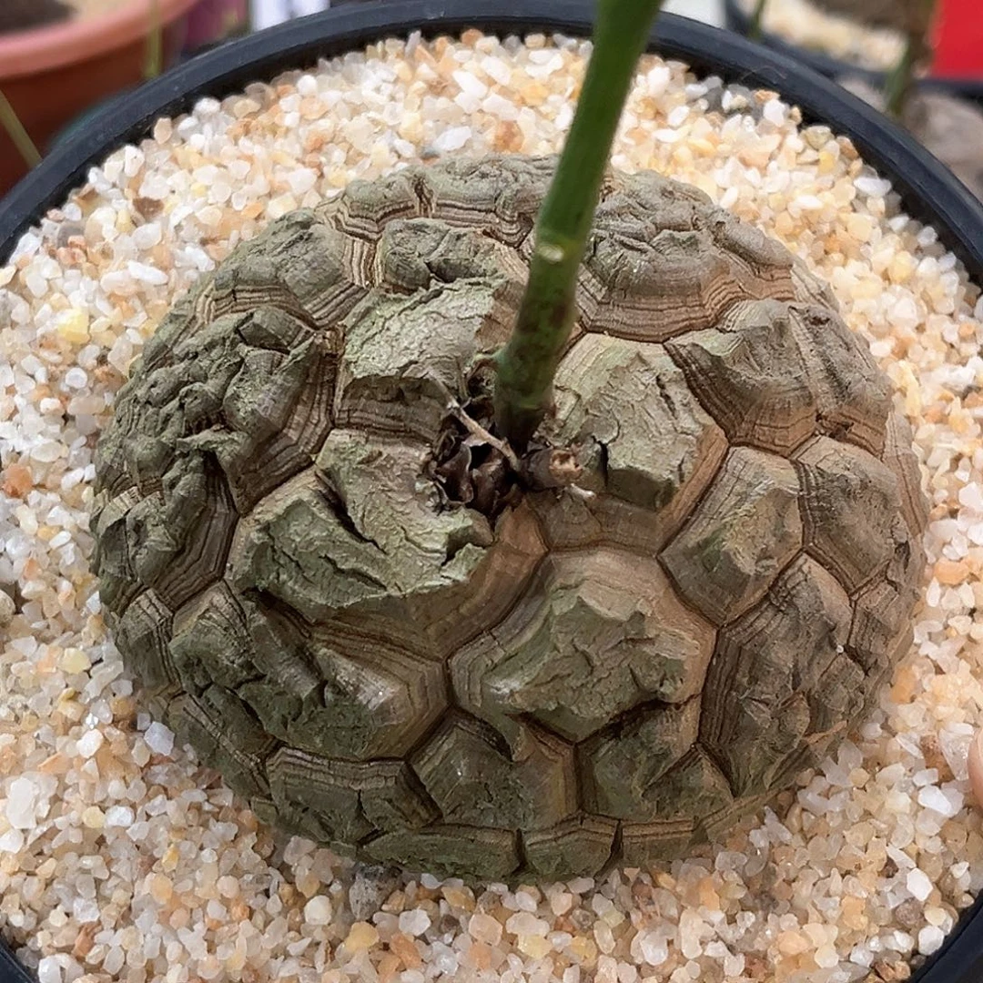 潮流植物 龟甲龙 大甲