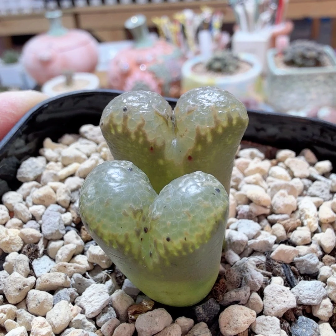 12-26-c23 日本东五鱼子酱