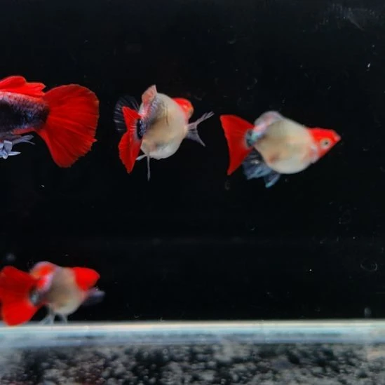 超***宝孔雀鱼深海蓝贵族两公三母