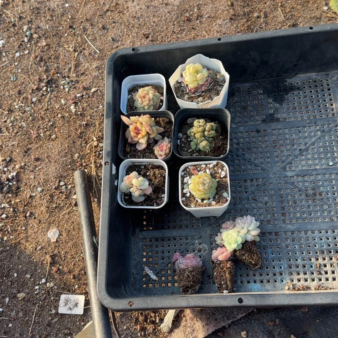 多肉小卡拉米糖心一物一拍