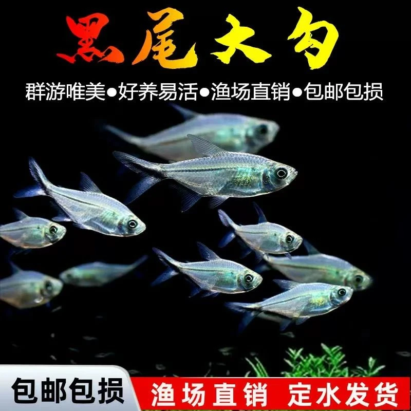 【顺丰京东包邮】黑尾大勾鱼小型活体热带观赏鱼草缸混养耐活好养