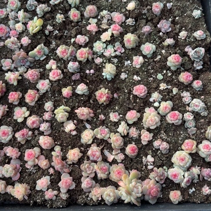 80号绝绝子多肉一框