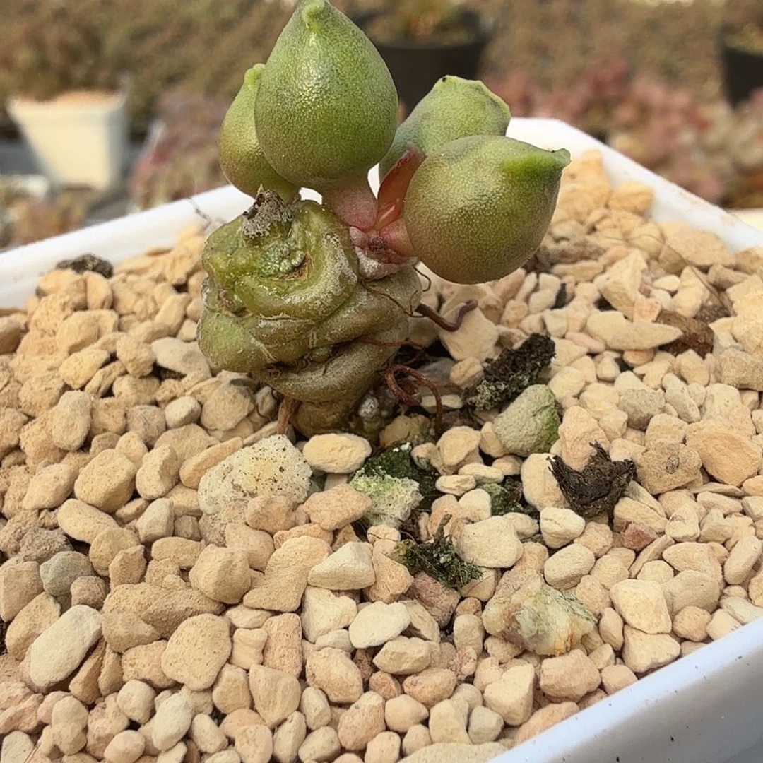 白肌海豹小老桩