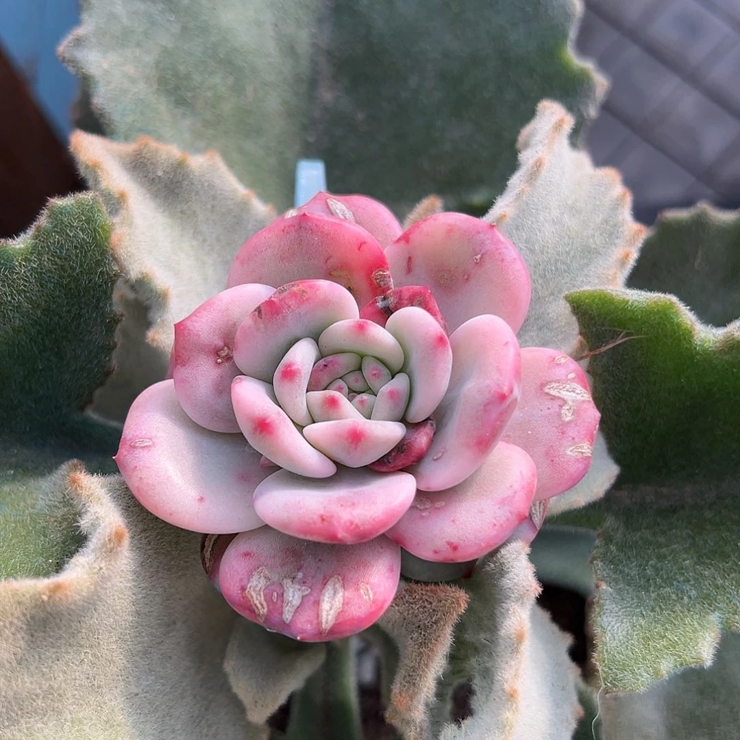 爱丽儿锦，可带嫁接木发货