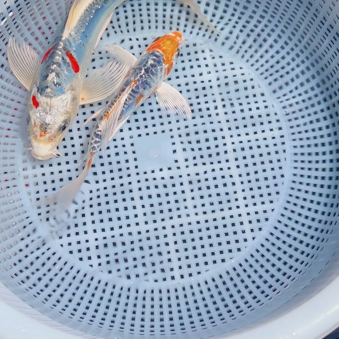 锦鲤锦鲤观赏鱼1111