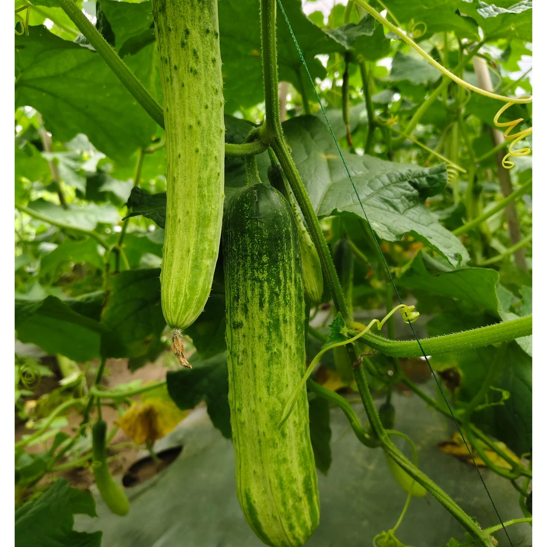 恩施利川本地高山黄瓜老品种旱黄瓜