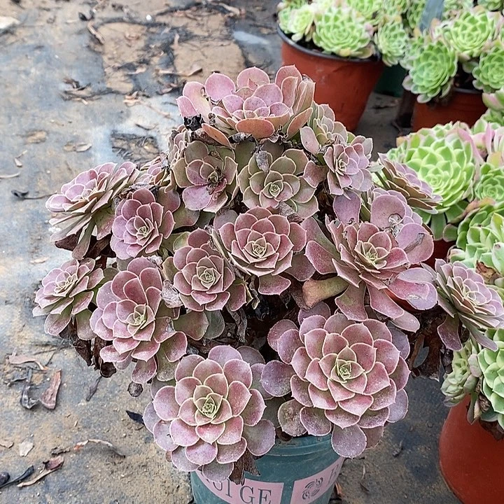 荷兰玫瑰多肉植物025