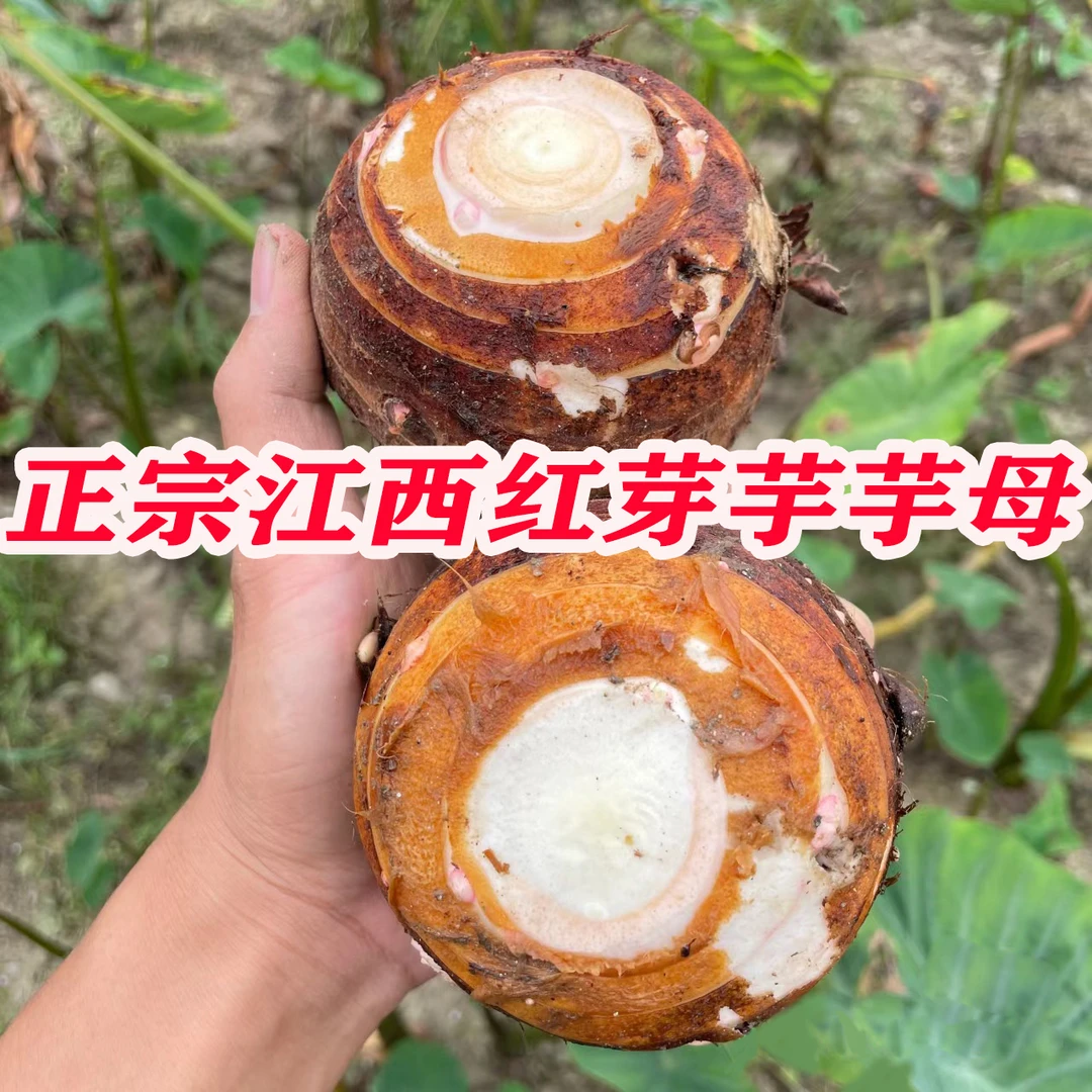 江西铅山红芽芋母芋头新鲜现挖芋头丝家乡味道整箱批发