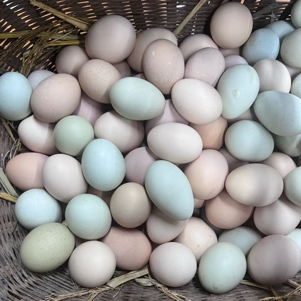 【顺丰直发】信阳本地鸡蛋包邮，每一枚土鸡蛋都是下乡到农户家收的