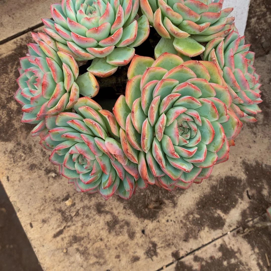 心****六头侧影多肉植物